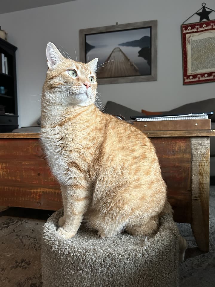 Red tabby cat sitting upright, a whole-body pet photo for the Babydoll dance